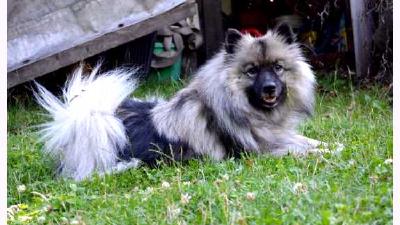 Кеесхонд — всё о собаке