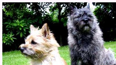 Керн-терьер — всё о собаке