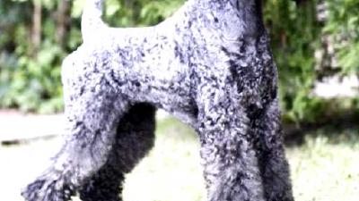 Керри-блю-терьер — всё о собаке