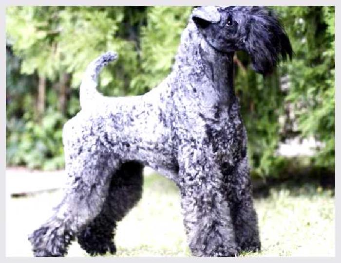 Керри-блю-терьер — всё о собаке