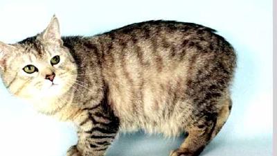 Кимрик — всё о кошках