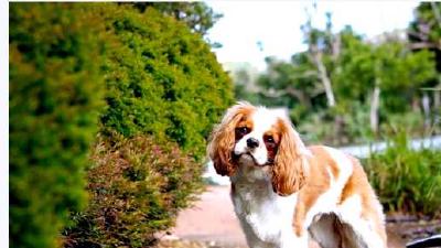 Кинг-чарльз-спаниель — всё о собаке