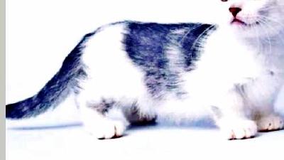 Кинкалоу — всё о кошках