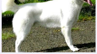 Кинтамани (порода собак) — всё о собаке