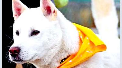 Кисю (порода собак) — всё о собаке