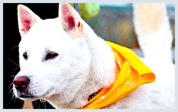 Кисю (порода собак) — всё о собаке