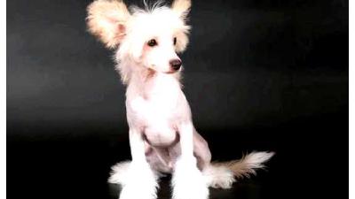 Китайская хохлатая собака — всё о собаке