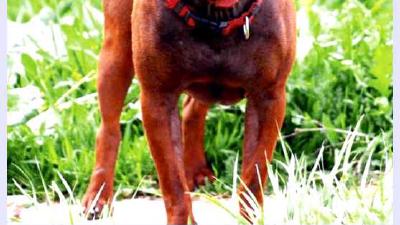 Китайский чунцин — всё о собаке