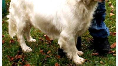 Кламбер-спаниель — всё о собаке