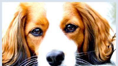 Коикерхондье — всё о собаке