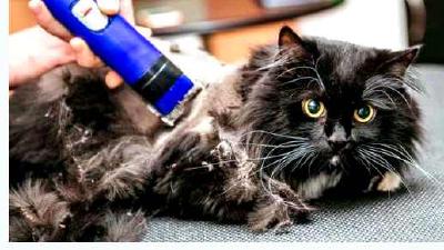 Колтуны у кошки почему появляются и как с ними бороться