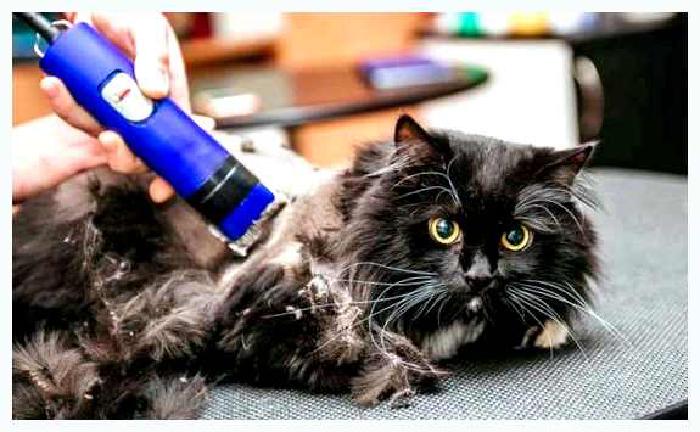 Колтуны у кошки почему появляются и как с ними бороться