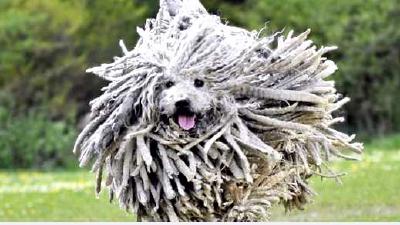 Комондор — всё о собаке