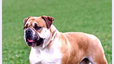Континентальный бульдог — всё о собаке