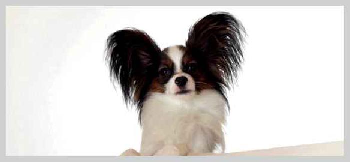 Континентальный той-спаниель — всё о собаке