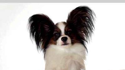 Континентальный той-спаниель — всё о собаке