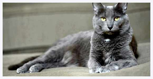 Корат - всё о кошках гладкую шерсть, что делает ее