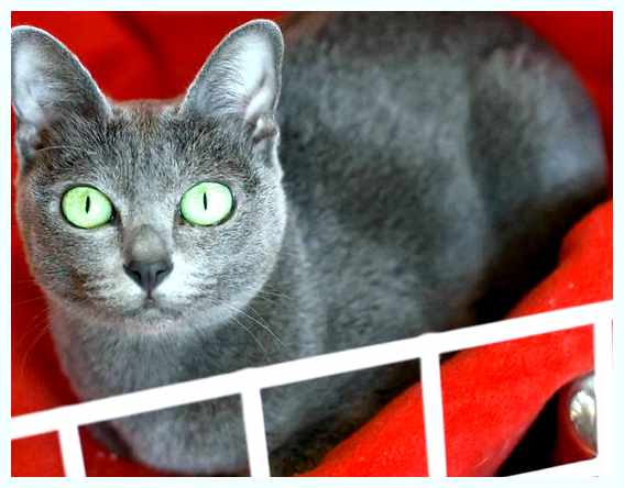 Корат - всё о кошках достойным характером