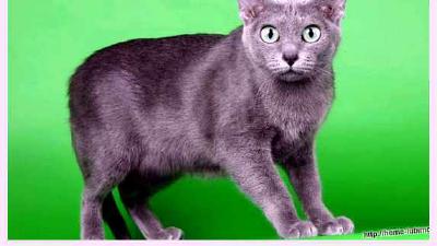 Корат — всё о кошках