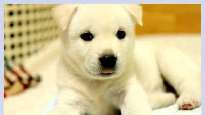 Корейский чиндо — всё о собаке