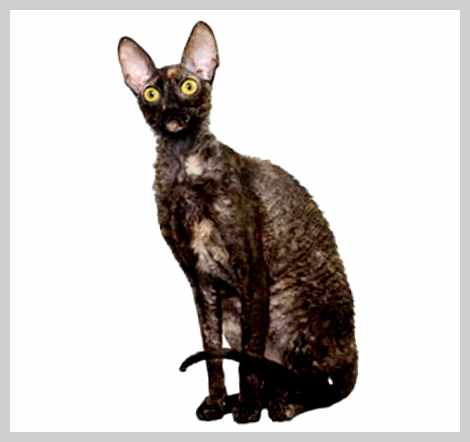 Корниш-рекс - всё о кошках кожей Из