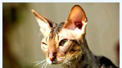 Корниш-рекс — всё о кошках