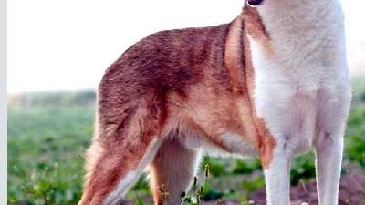 Короткошёрстный колли — всё о собаке