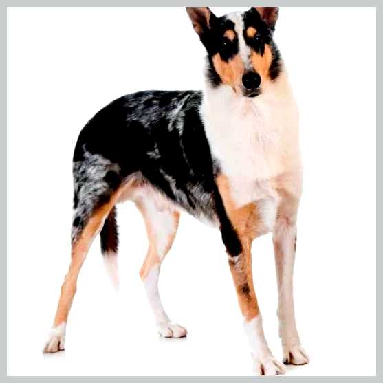 Короткошёрстный колли - всё о собаке