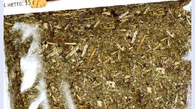 Кошачья мята