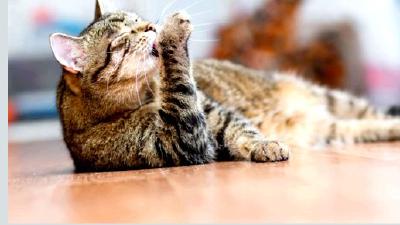 Кот сильно линяет Советы и рекомендации для хозяев