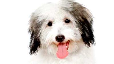 Котон-де-тулеар — всё о собаке