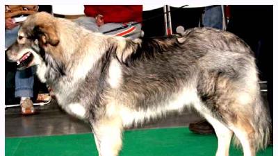 Крашская овчарка — всё о собаке