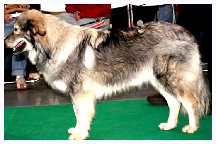 Крашская овчарка — всё о собаке