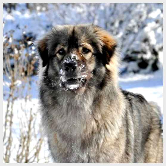 Крашская овчарка - всё о собаке этой породы необходимо обращать