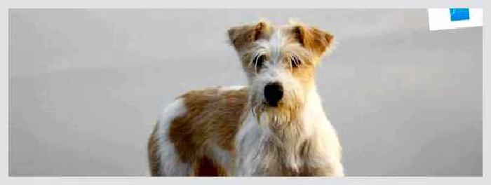 Кромфорлендер — всё о собаке