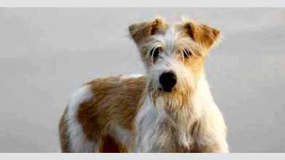 Кромфорлендер — всё о собаке