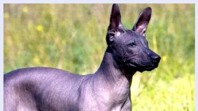 Ксолоитцкуинтли — всё о собаке