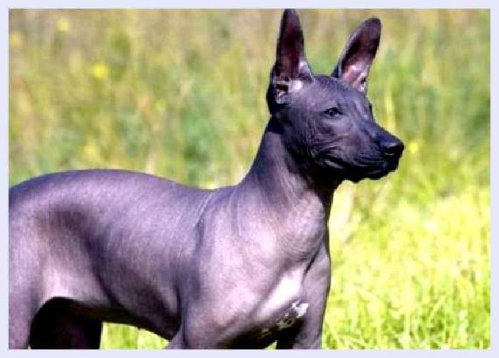 Ксолоитцкуинтли — всё о собаке