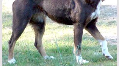 Кули (порода собак) — всё о собаке