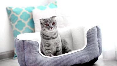 Купание кота рекомендации для банных процедур