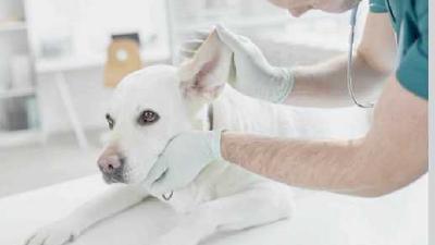 Купирование хвоста у собак и щенков