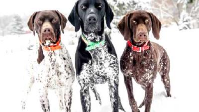 Курцхаар — всё о собаке