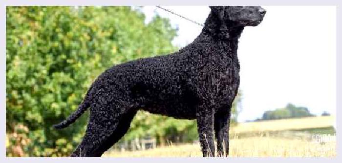 Курчавошёрстный ретривер — всё о собаке