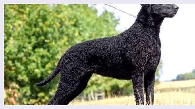 Курчавошёрстный ретривер — всё о собаке