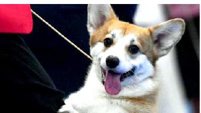 Кури (собака) — всё о собаке