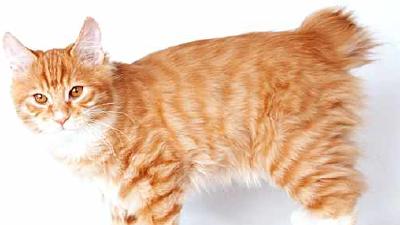 Курильский бобтейл — всё о кошках