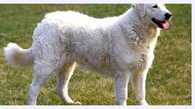 Кувас — всё о собаке