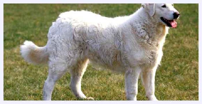 Кувас — всё о собаке