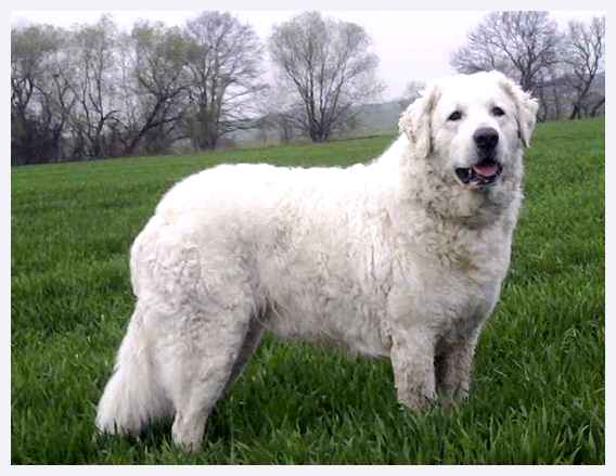 Кувас - всё о собаке Страна происхождения Венгрия