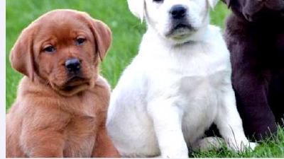 Лабрадор-ретривер — всё о собаке